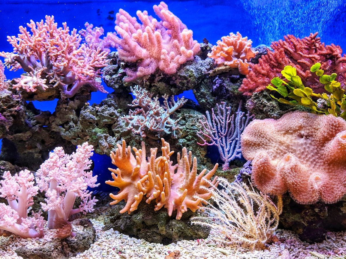 A brightly coloured underwater coral reef, echoing the Henry picture book series